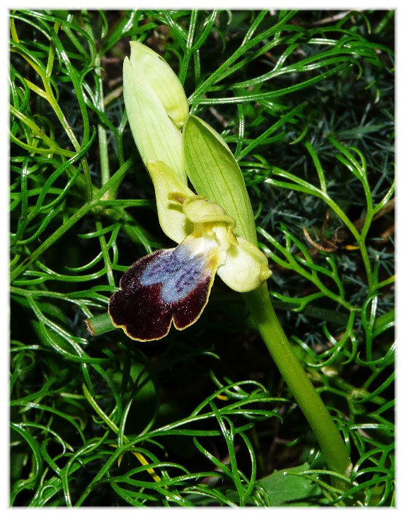 Ophrys fusca s.l. e O. sipontensis